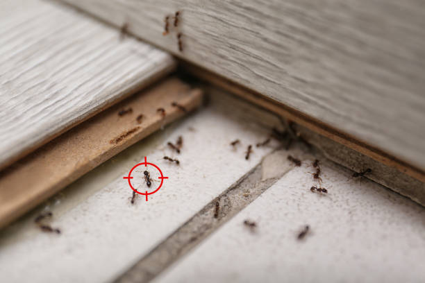 Best Mosquito Control Services  in Columbus, NE